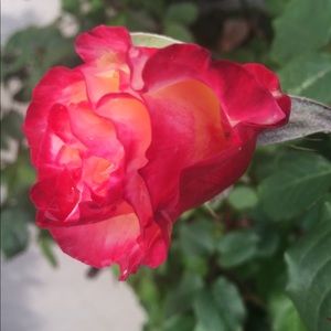 Meet your Posher, Nahani